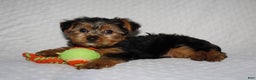 Yorkshire Terrier dogs for sale: JAKE - Ad 3