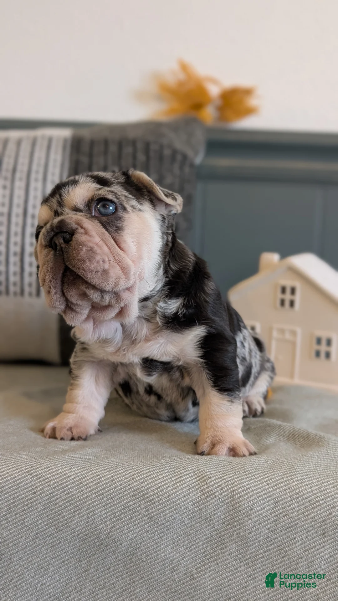 French Bulldog dogs for sale: River - Ad 12