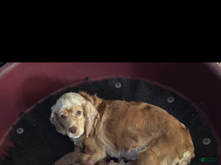 Cocker Spaniel dogs Dimond - Ad 15