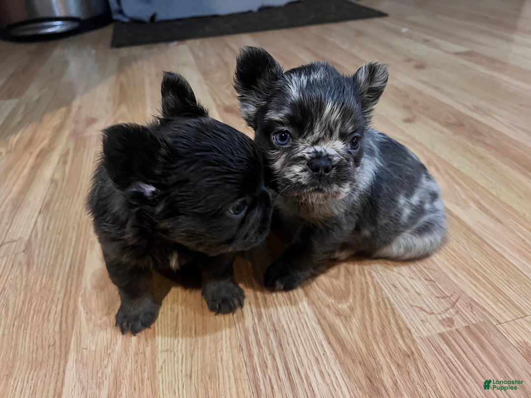 French Bulldog dogs for sale: French Bulldog Puppy 1 - Ad 2