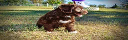 Havapoo dogs for sale: Precious - Ad 8
