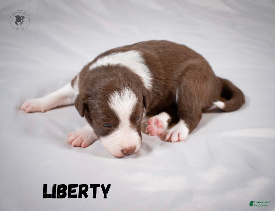 Border Collie dogs for sale: Liberty - Ad 1