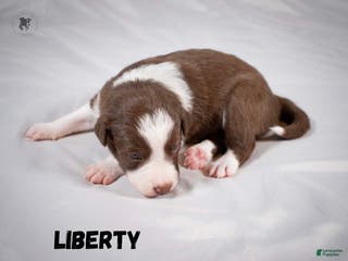 Border Collie dogs Liberty - Ad 34