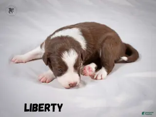 Border Collie dogs Liberty - Ad 2