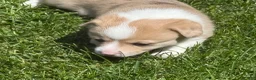 Welsh Corgi Pembroke dogs for sale: Welsh Corgi Pembroke 2 - Ad 18