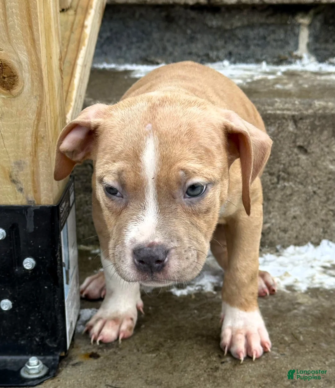 American Bully dogs for sale: AALIYAH / MERLE LILAC - Ad 2