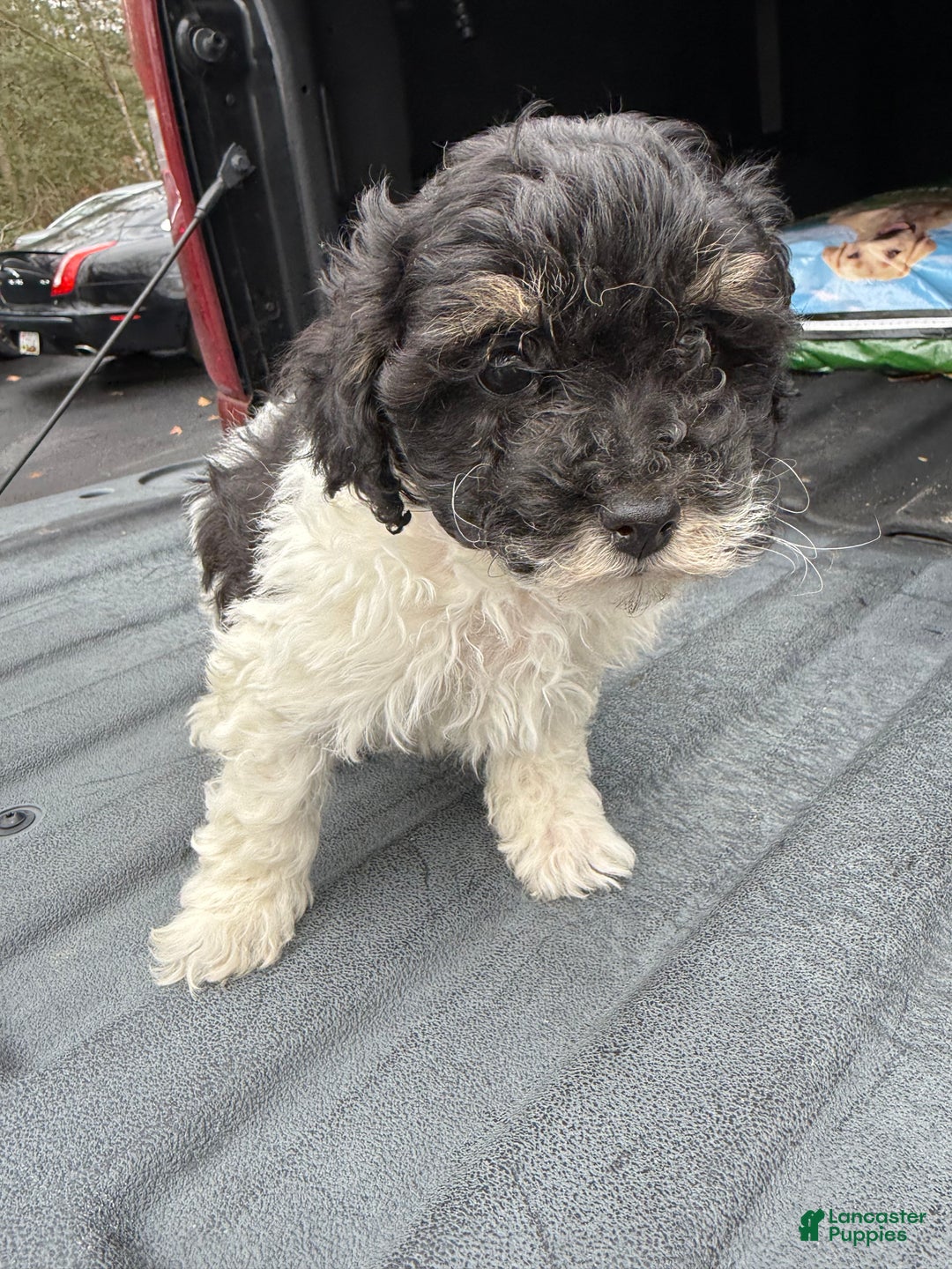 Mixed Breed dogs for sale: Mixed Breed Puppy 1 - Ad 1