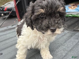 Mixed Breed dogs Mixed Breed Puppy 1 - Ad 21