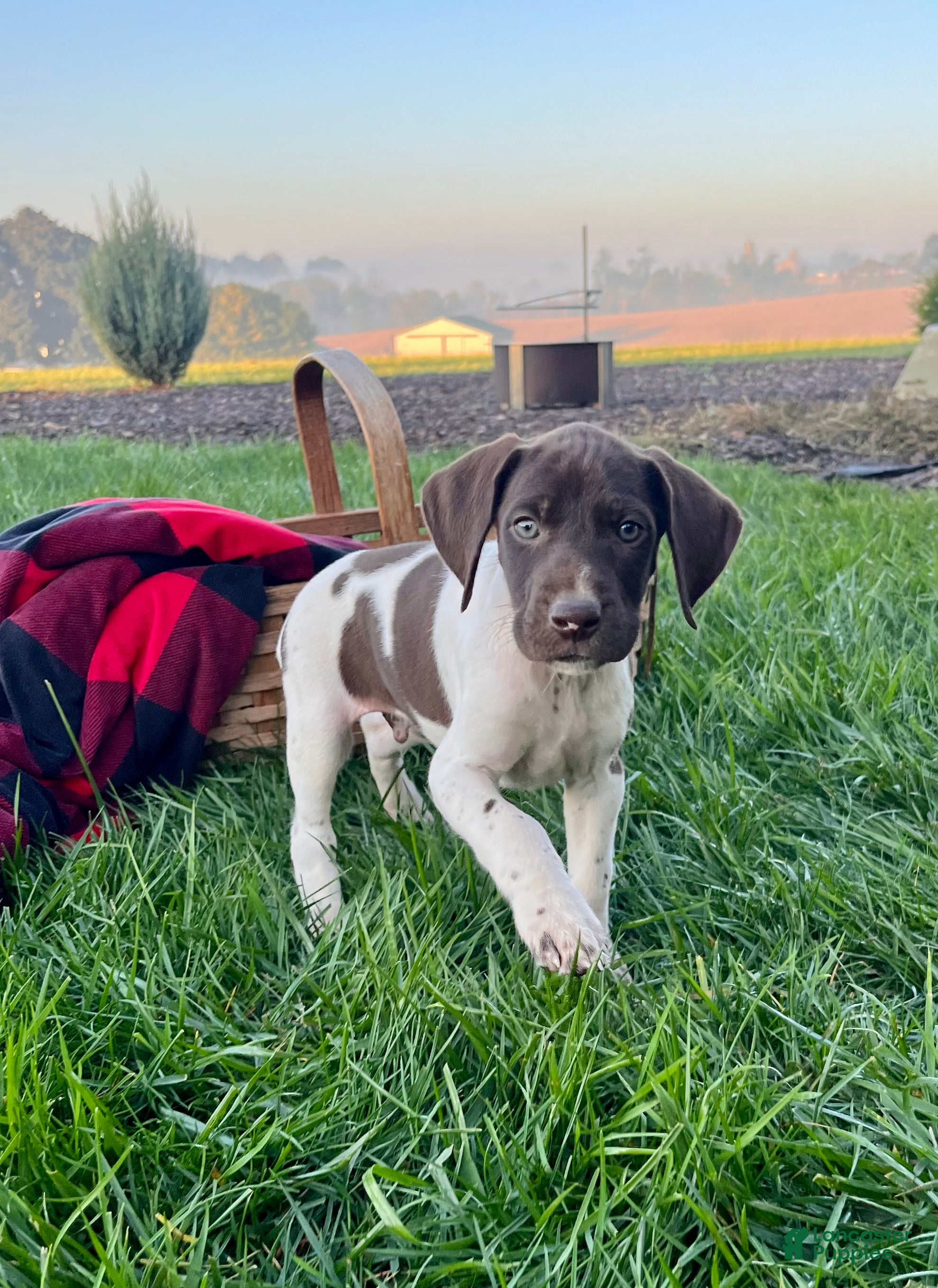 German Shorthaired Pointer dogs Striker❤️Akc ready to go home today - Ad 2