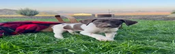 German Shorthaired Pointer dogs for sale: Striker❤️Akc ready to go home today - Ad 2