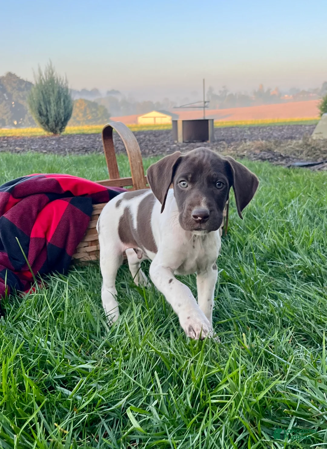 German Shorthaired Pointer dogs for sale: Striker❤️Akc ready to go home today - Ad 2