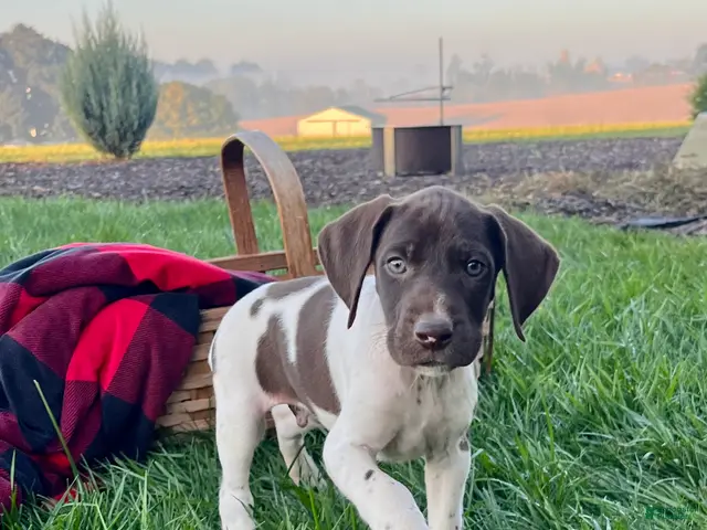 German Shorthaired Pointer dogs for sale: Striker❤️Akc ready to go home today - Ad 2