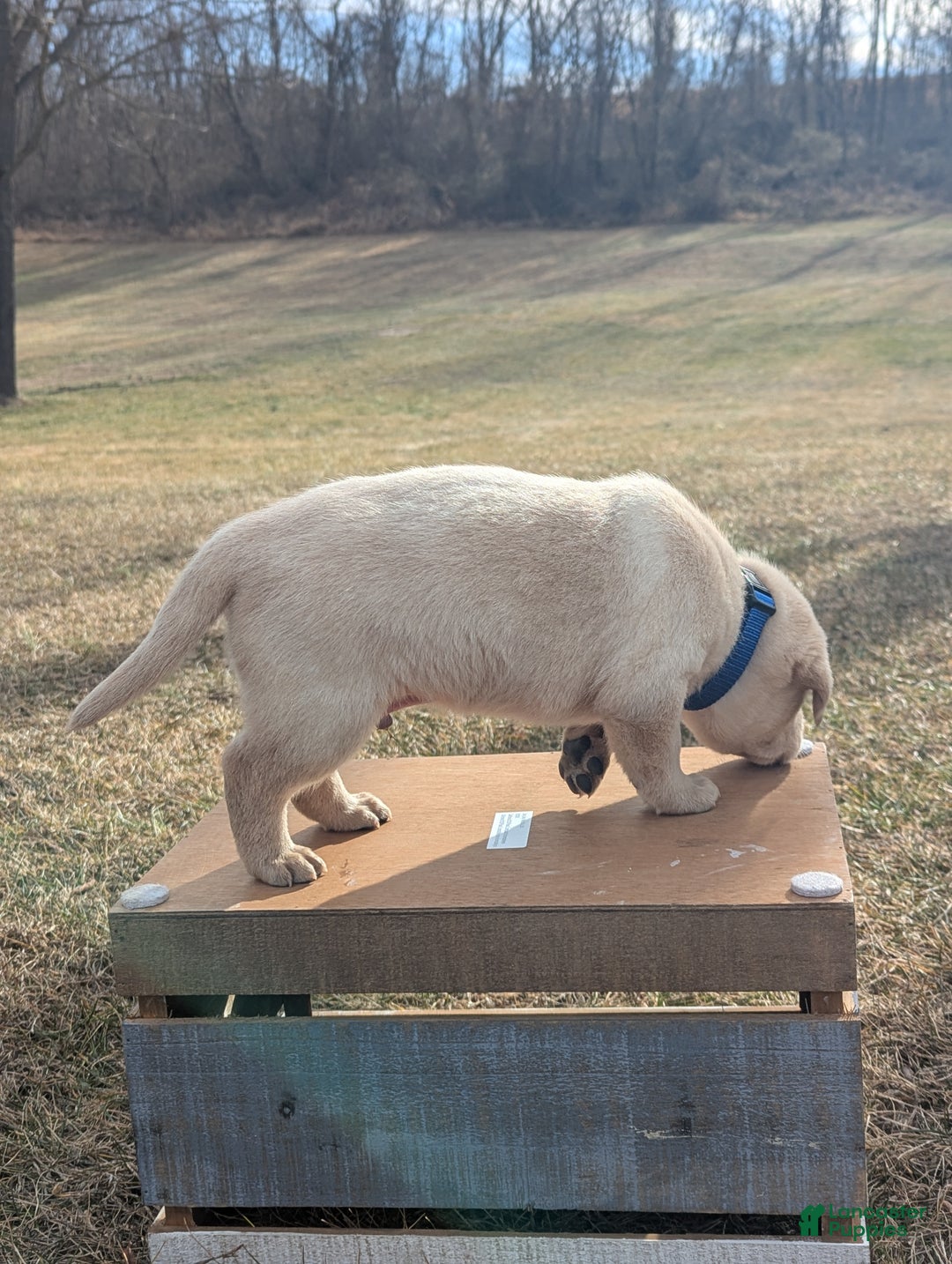 Labrador Retriever dogs for sale: Casper - Ad 2