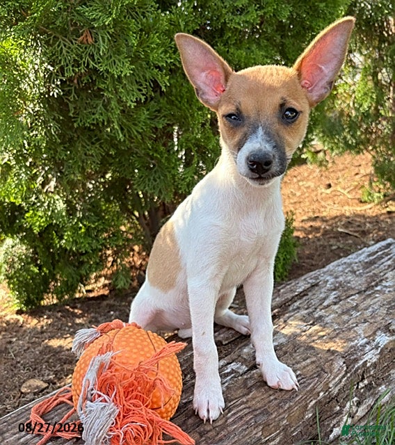 Mixed Breed dogs Stella - Ad 1