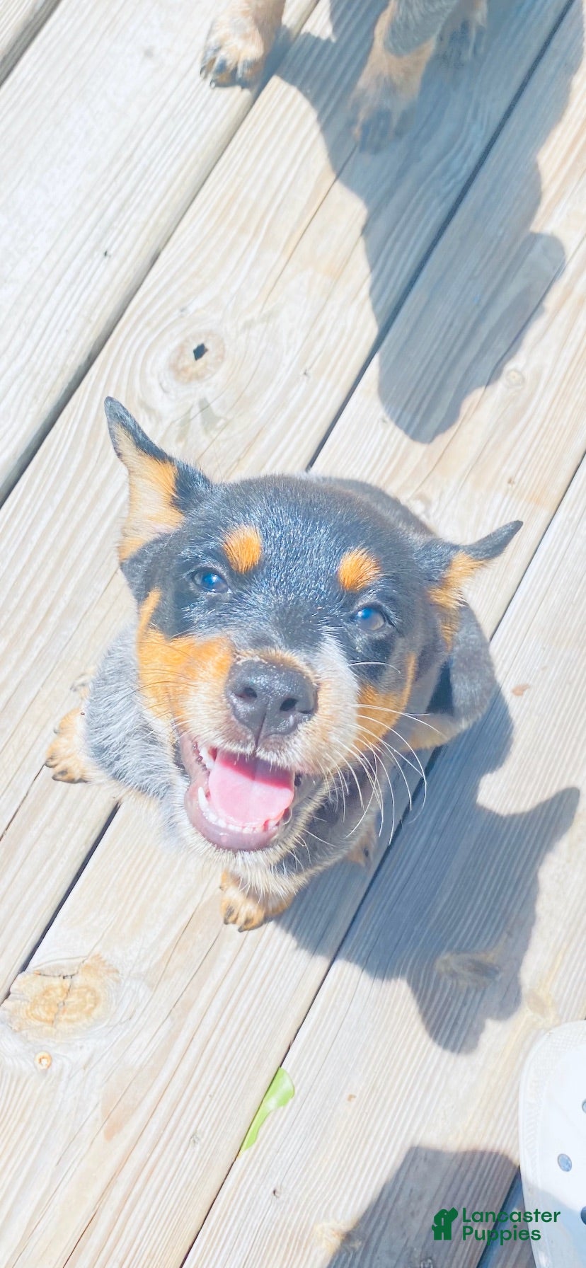 Australian Cattle Dog dogs Baby girl - Ad 21