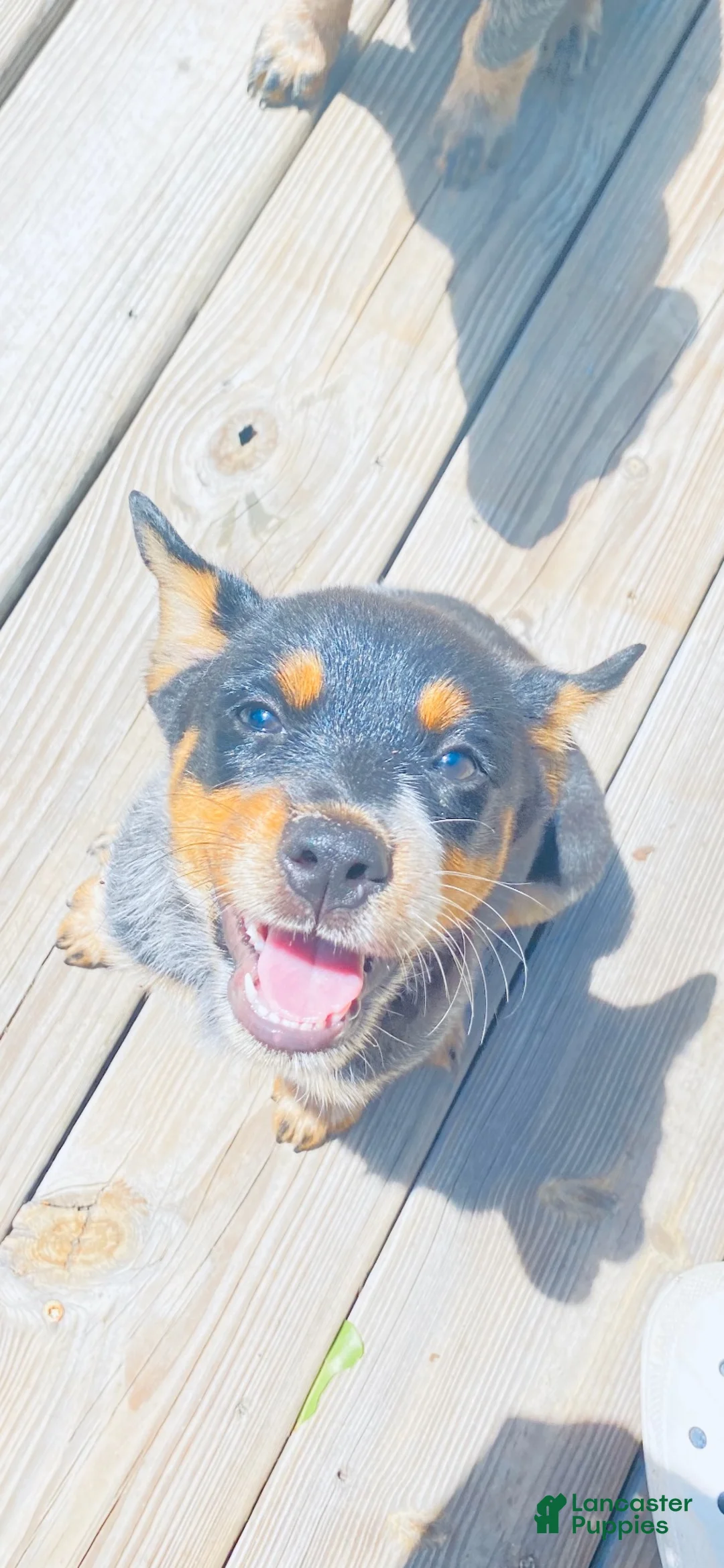 Australian Cattle Dog dogs for sale: Baby girl - Ad 1