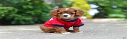 Cavalier King Charles Spaniel dogs for sale: Charlie - Ad 8