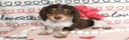Miniature Dachshund dogs for sale: Reed - Ad 2