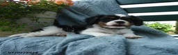 Cavalier King Charles Spaniel dogs for sale: Frisky - Ad 5