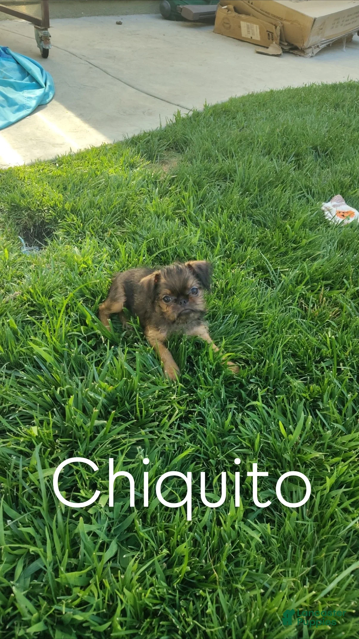 Brussels Griffon dogs Brussels Griffon 1 - Ad 3
