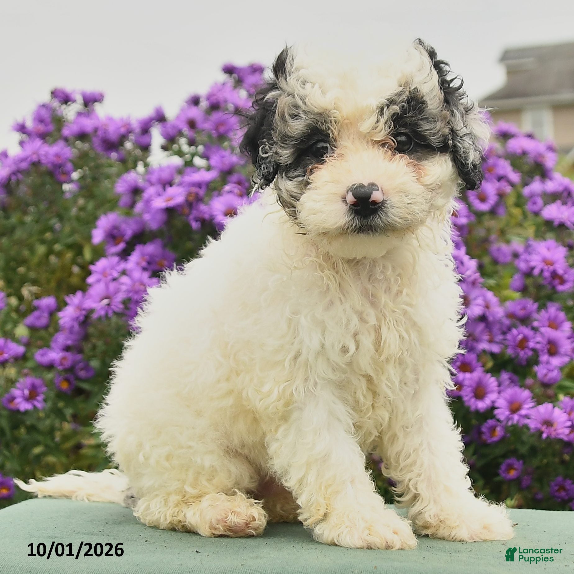 Cavapoo dogs Hattie - Ad 2