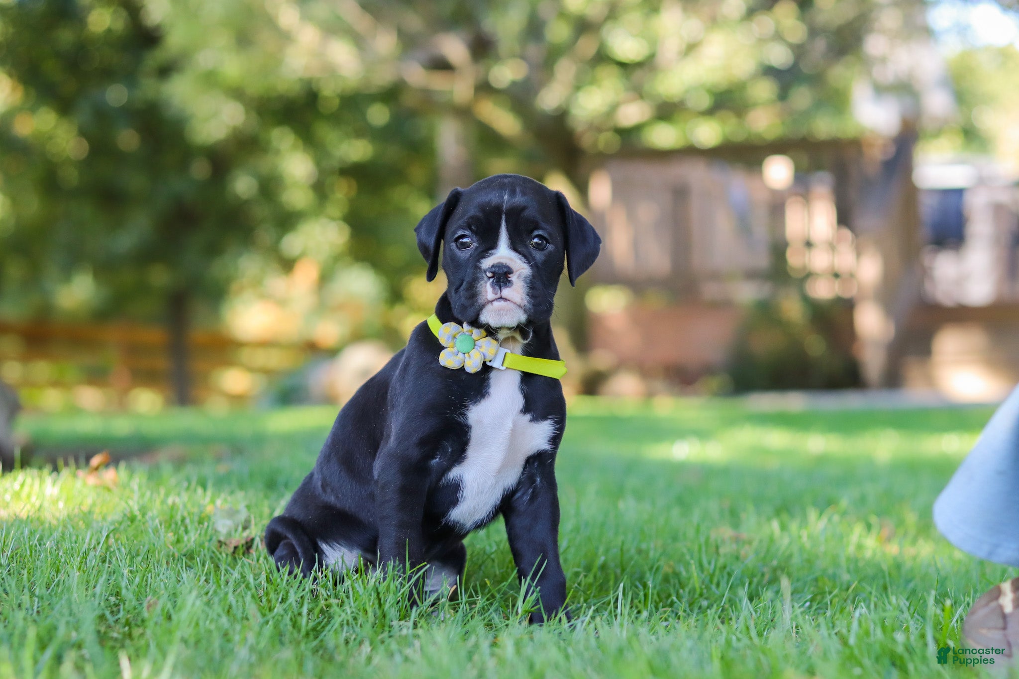 Boxer dogs Deisel - Ad 2