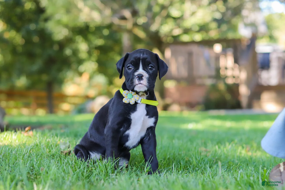 Boxer dogs for sale: Deisel - Ad 2