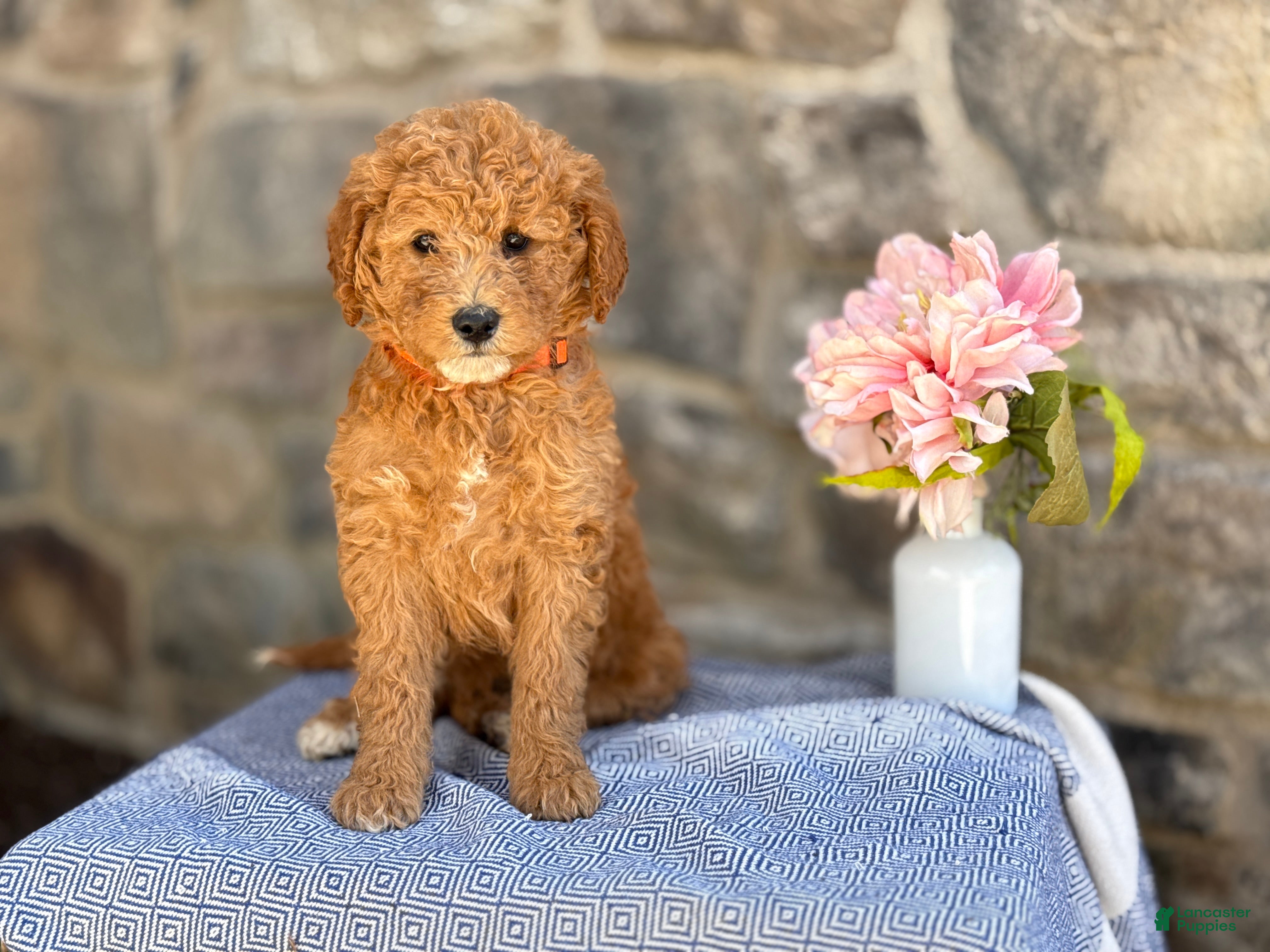 Goldendoodle dogs Munchkin - Ad 1