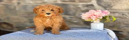 Goldendoodle dogs for sale: Munchkin - Ad 1