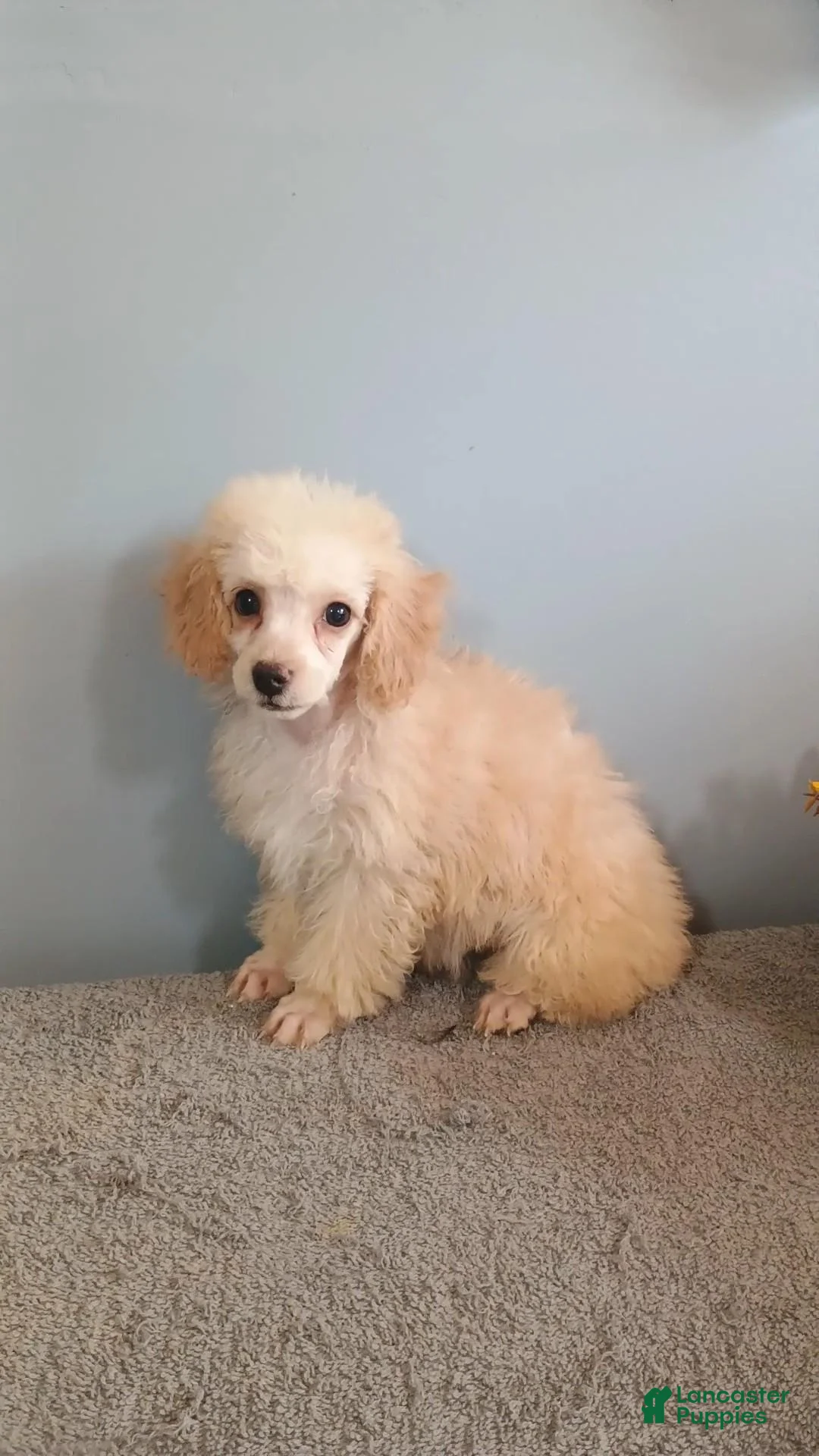 Toy Poodle dogs for sale: Toy Poodle 3 - Ad 2