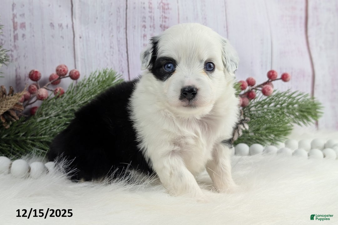 Toy Australian Shepherd dogs for sale: Brandi - Ad 3
