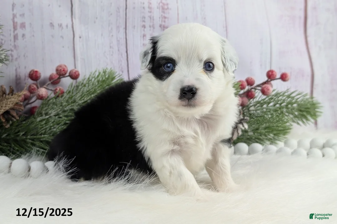 Toy Australian Shepherd dogs for sale: Brandi - Ad 24