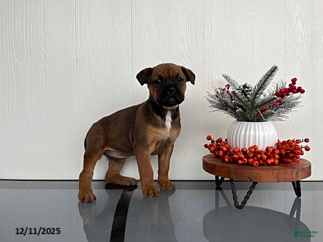 Mixed Breed dogs for sale: Marigold - Ad 1