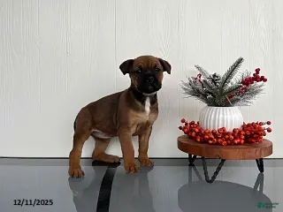 Mixed Breed dogs Marigold - Ad 30