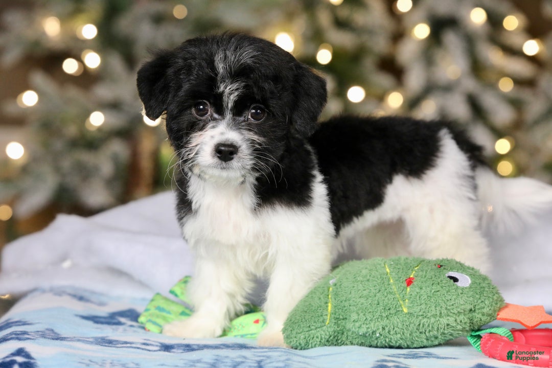 Teddy Bear dogs for sale: Noelle - Ad 17