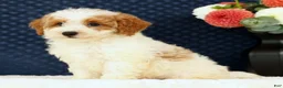 Bichpoo dogs for sale: Ernie - Ad 3