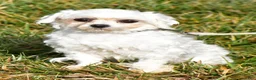 Maltipoo dogs for sale: Baily - Ad 8