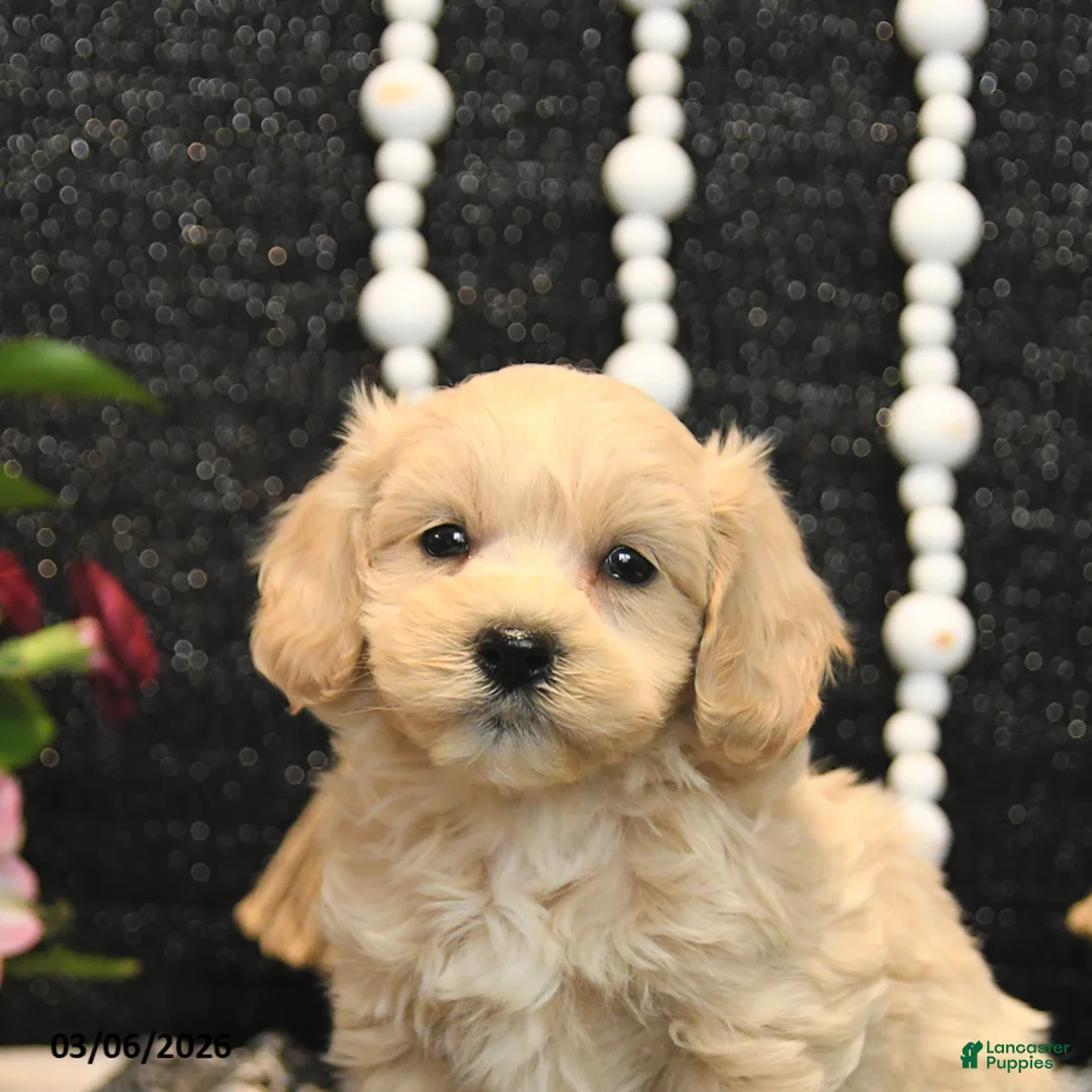 Maltipoo dogs for sale: Theo - Ad 5