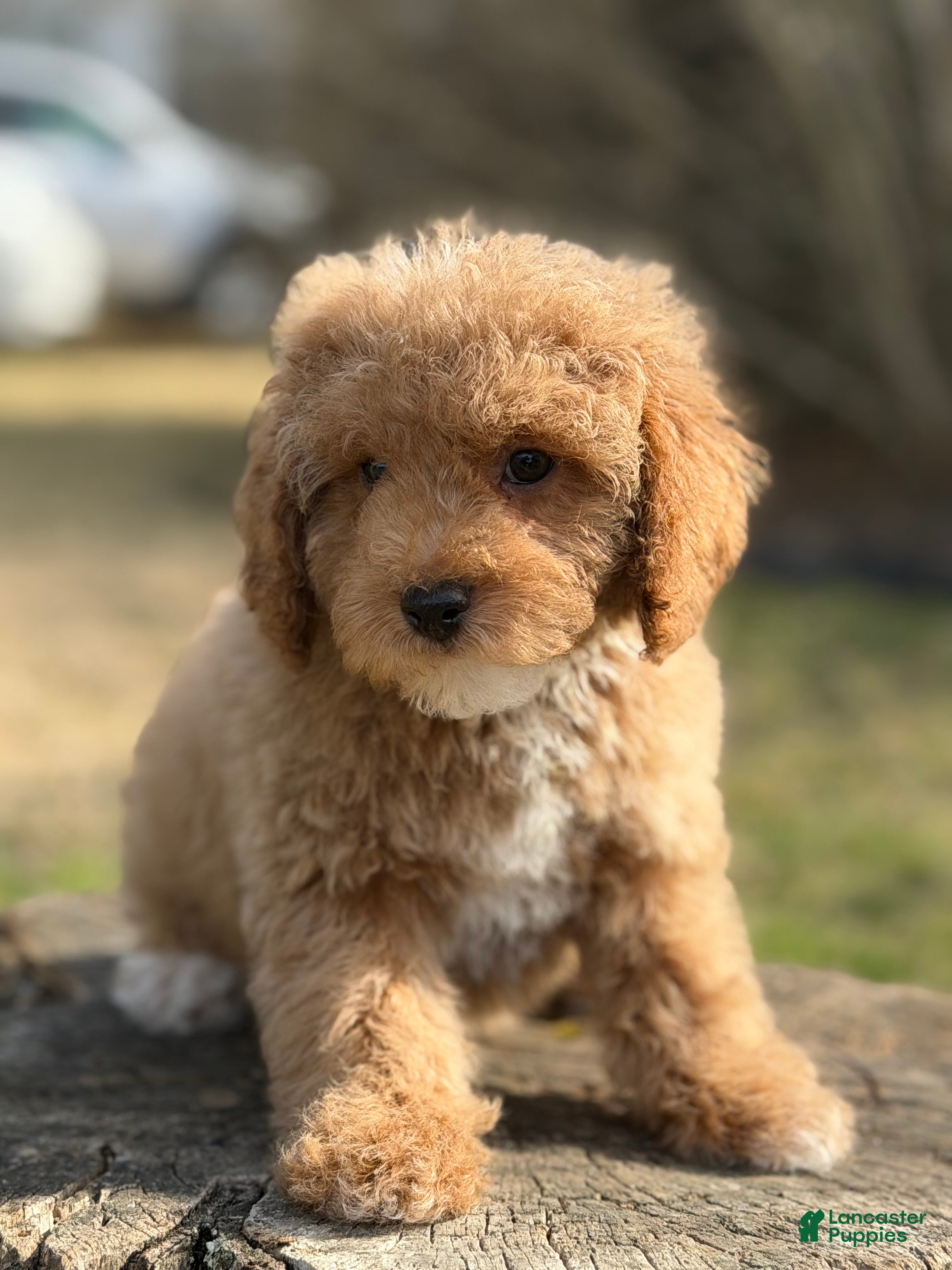 Miniature Poodle dogs Redrick - Ad 1