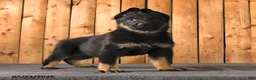 German Shepherd dogs for sale: Fin  - Ad 3