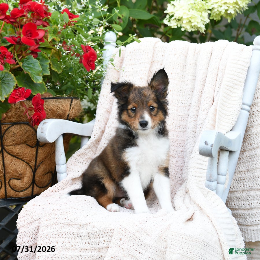 Shetland Sheepdog dogs Dan  - Ad 1