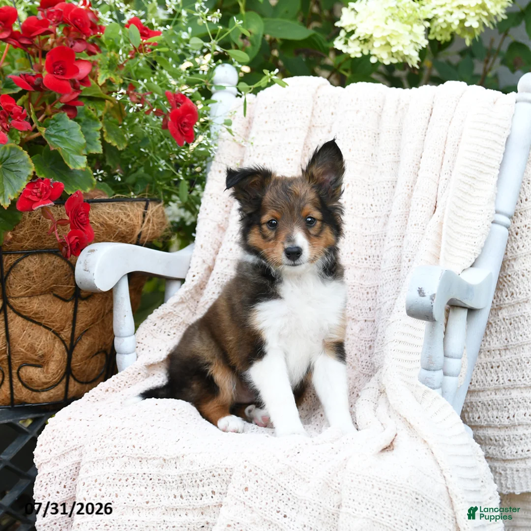 Shetland Sheepdog dogs for sale: Dan  - Ad 1