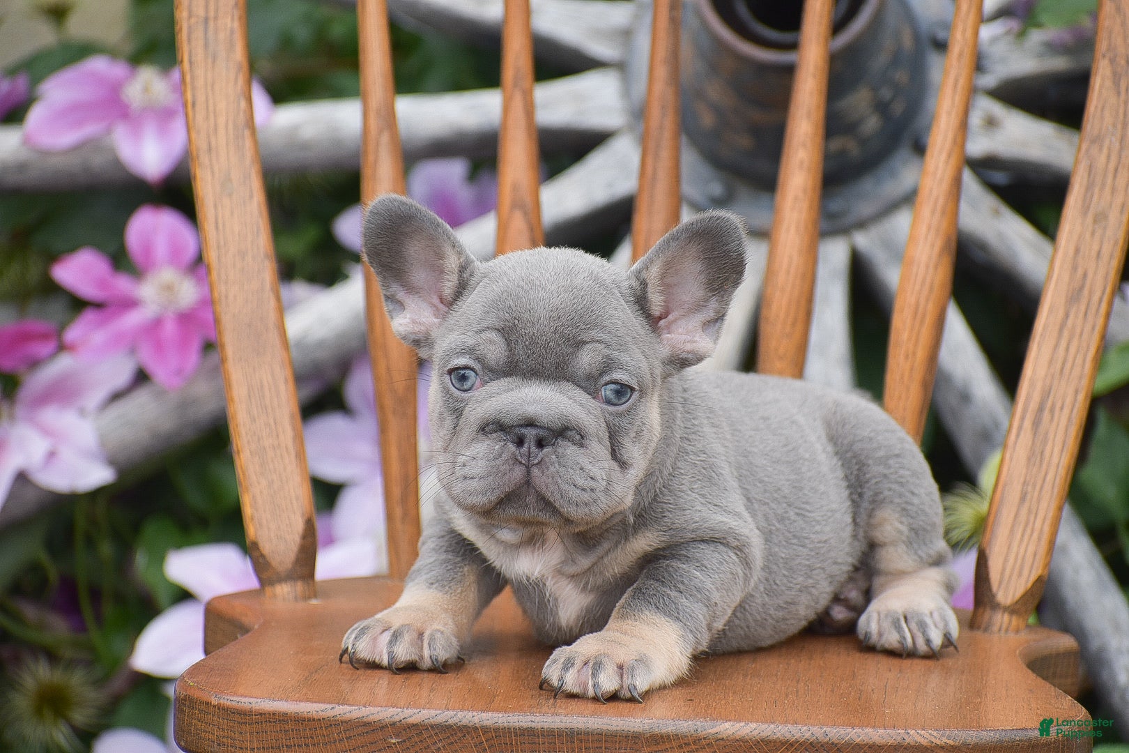 French Bulldog dogs Zoey - Ad 2