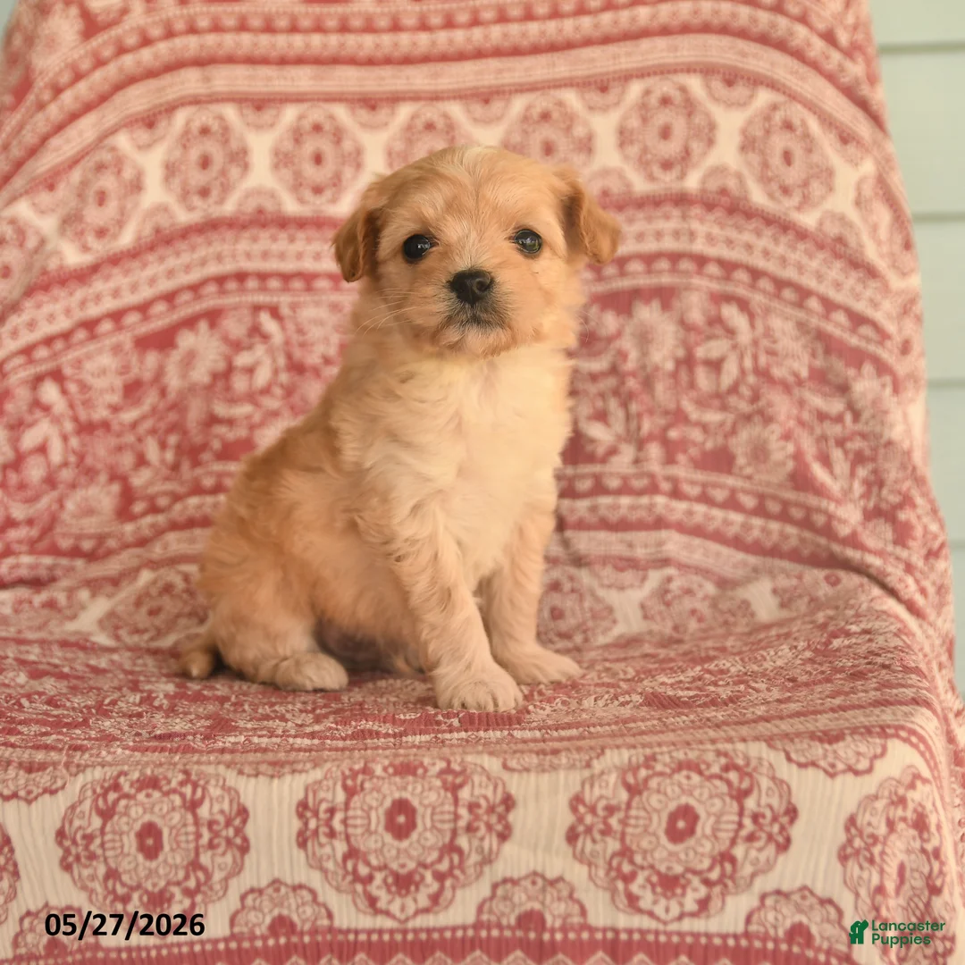 Maltipoo dogs for sale: Domino - Ad 1