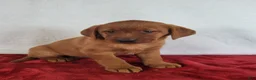 Labrador Retriever dogs for sale: Penny - Ad 5