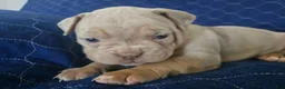 Olde English Bulldogge dogs for sale: Olde English Bulldogge 5 - Ad 3