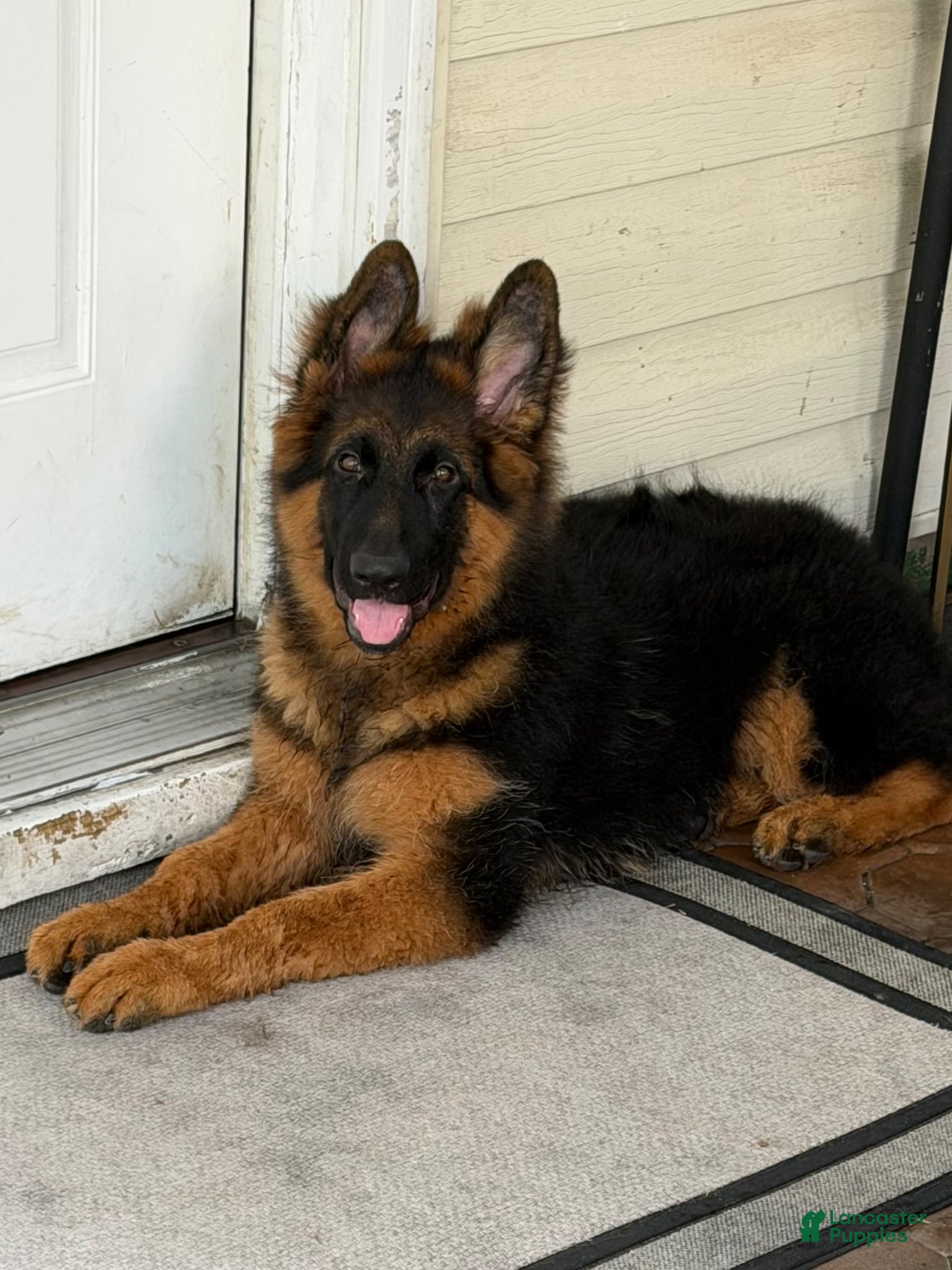 German Shepherd dogs Simba - Ad 1