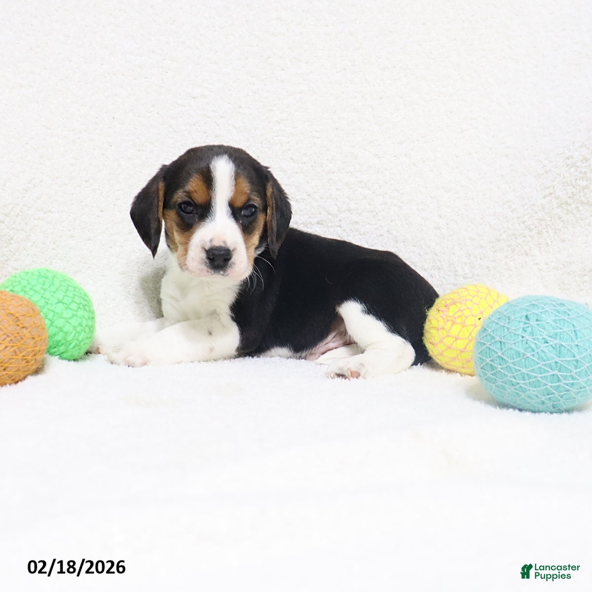 Beagle dogs Nixon - Ad 2