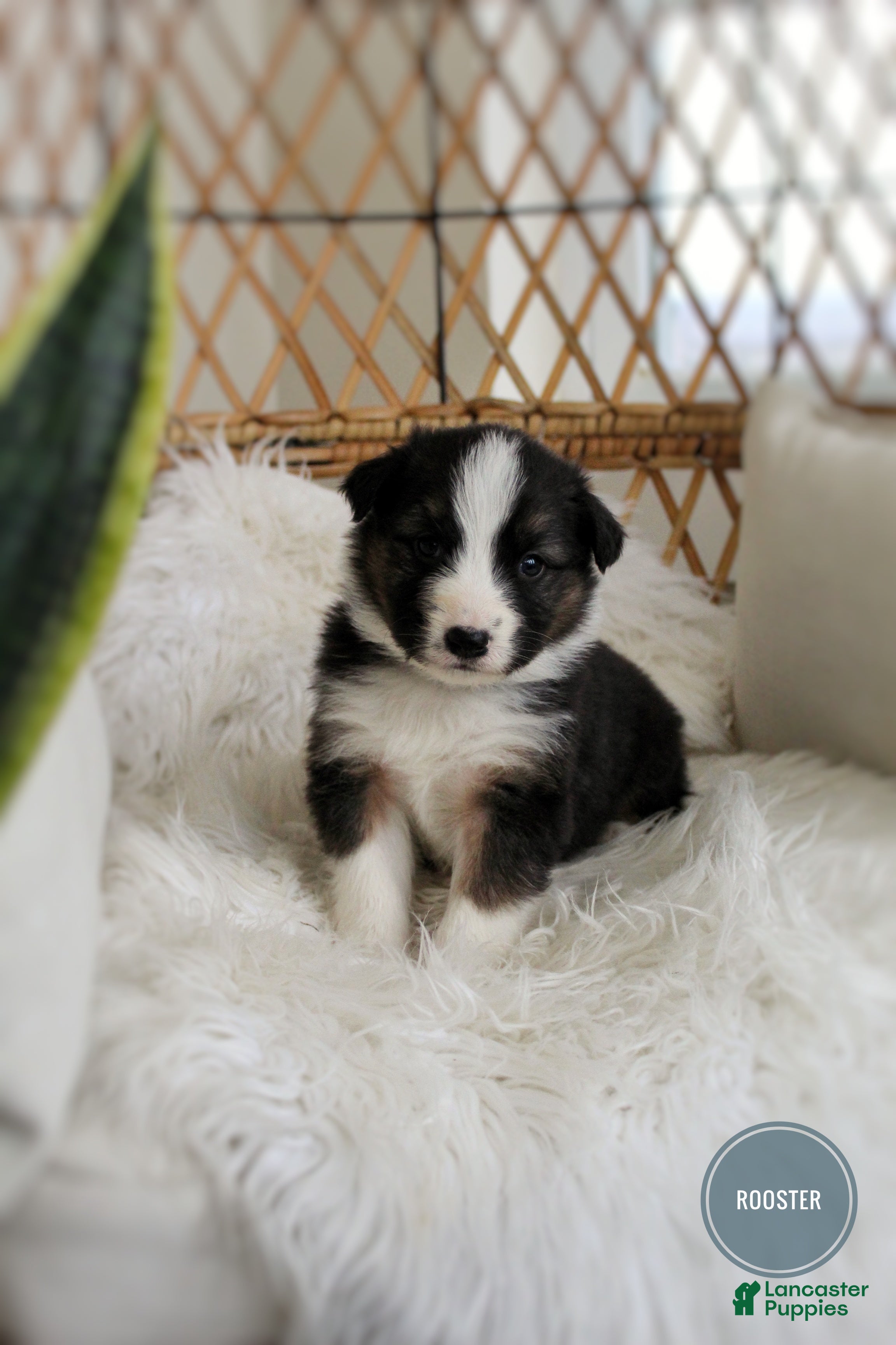 Mixed Breed dogs Rooster  - Ad 1