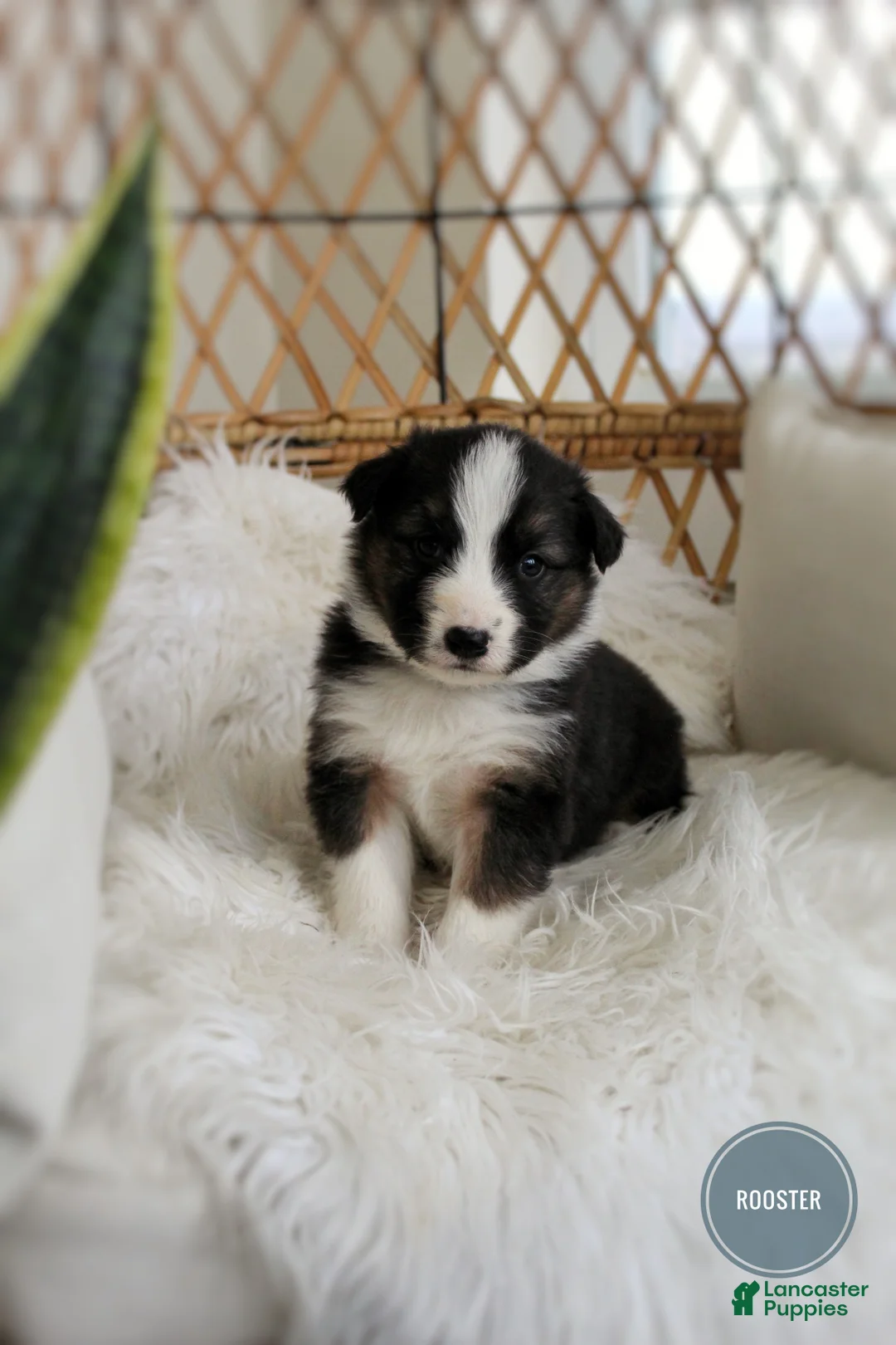 Mixed Breed dogs for sale: Rooster  - Ad 1